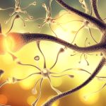 Verbindend Communiceren Neurale Veiligheid